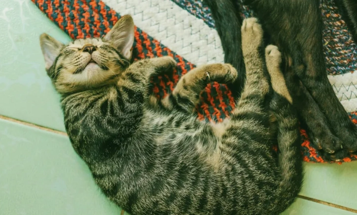 夏天貓食慾下降