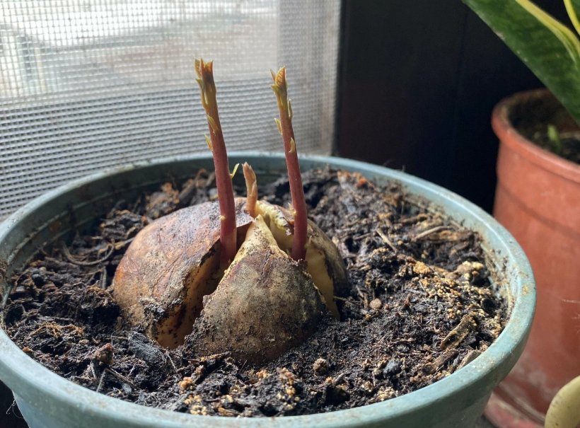 酪梨種子發芽 酪梨種子發芽