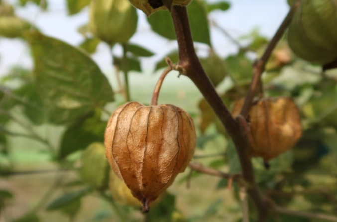燈籠果怎麼採收