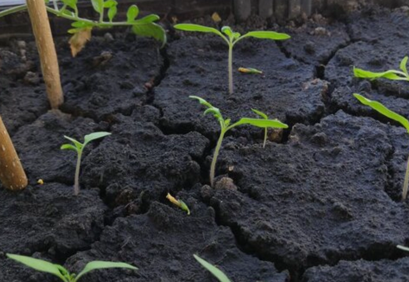 小番茄種植技巧