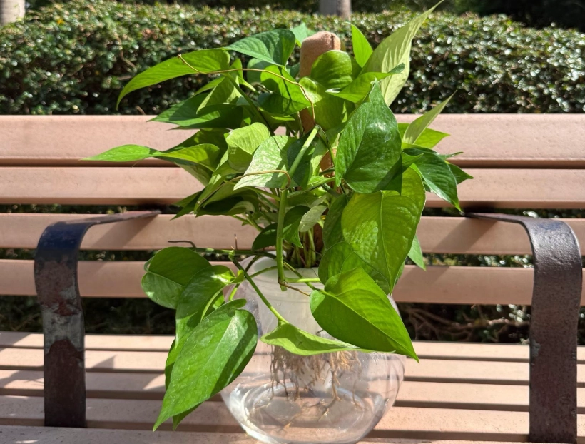 黃金葛毒性症狀