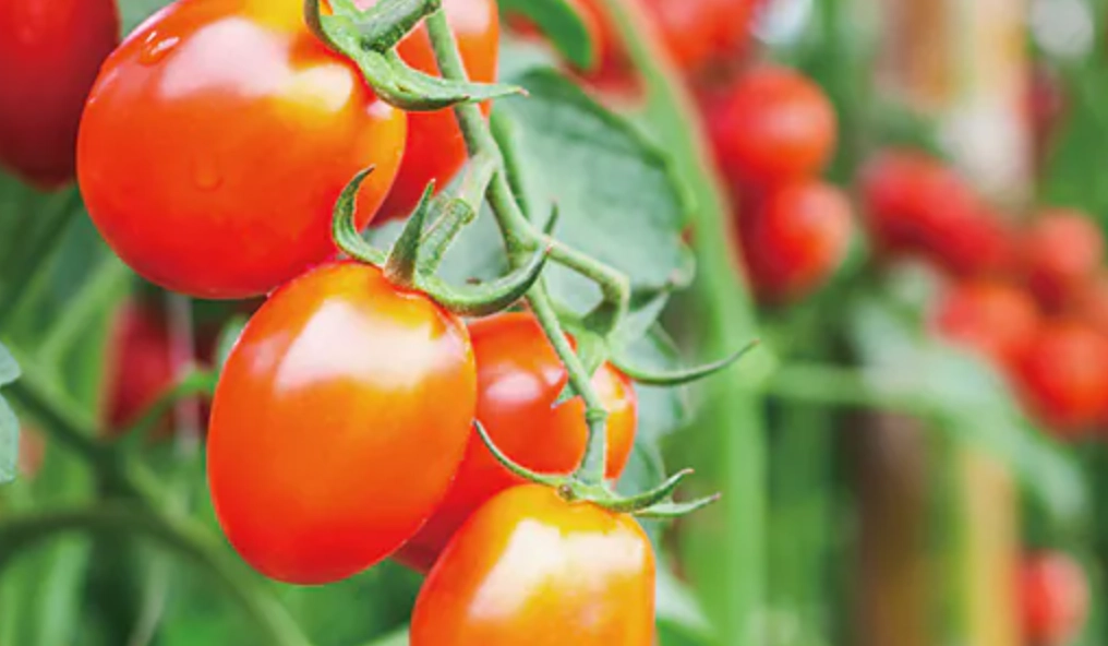 小番茄修剪方法