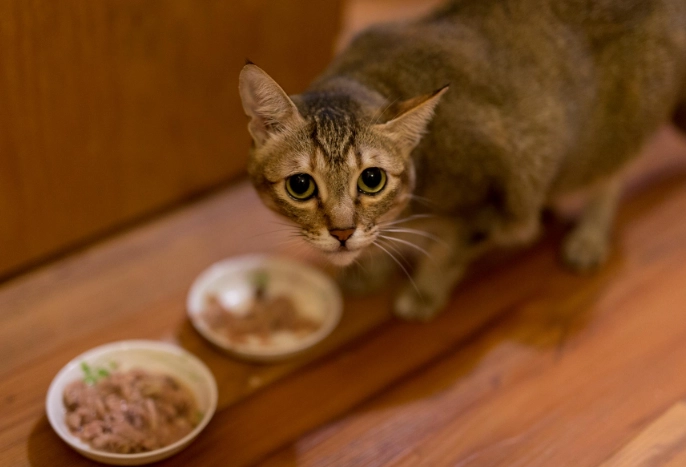 樟腦油對貓的毒性