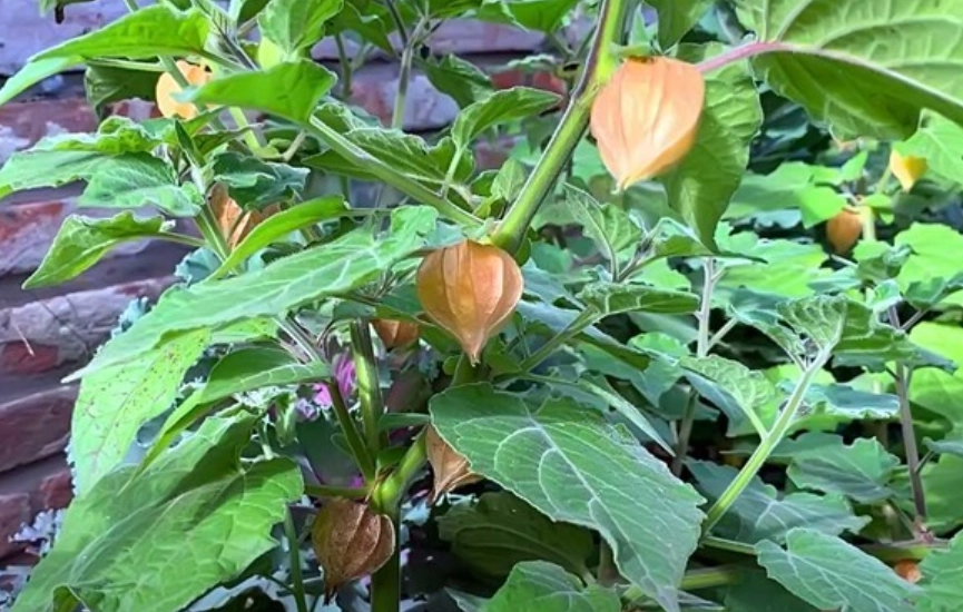 酸漿果種植方法 酸漿果種植方法