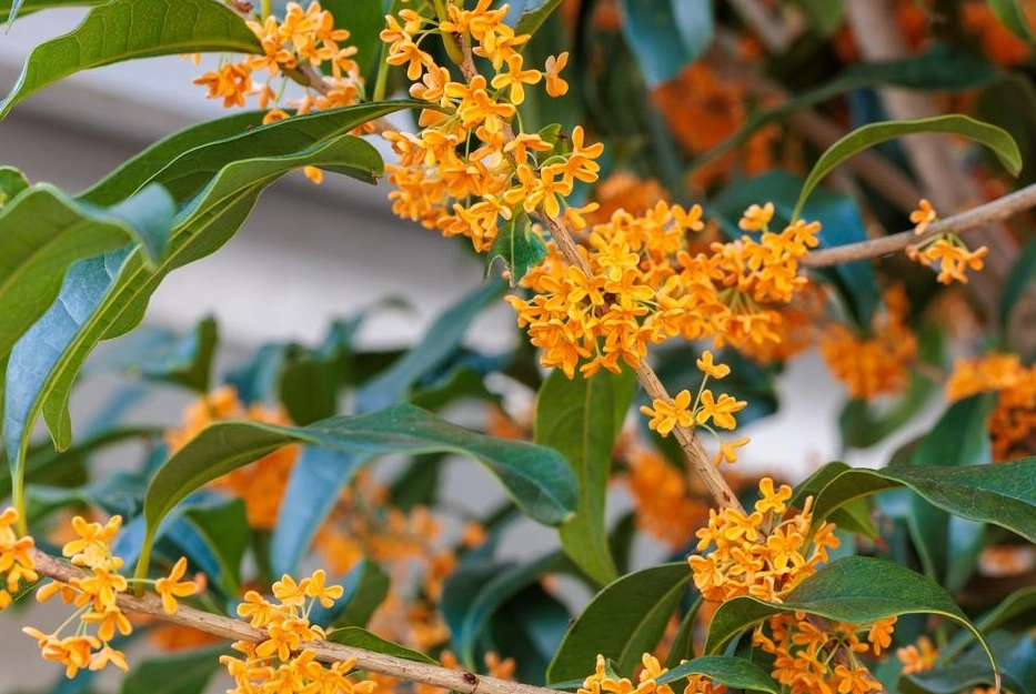 桂花树栽培环境