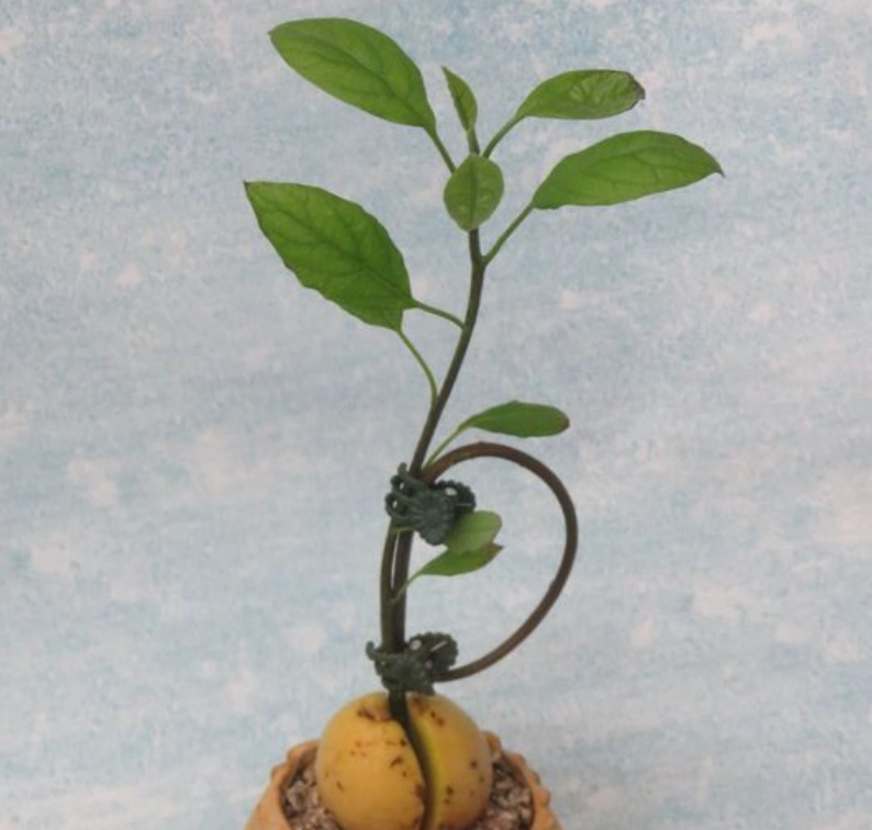 盆栽酪梨修剪方法 盆栽酪梨修剪方法