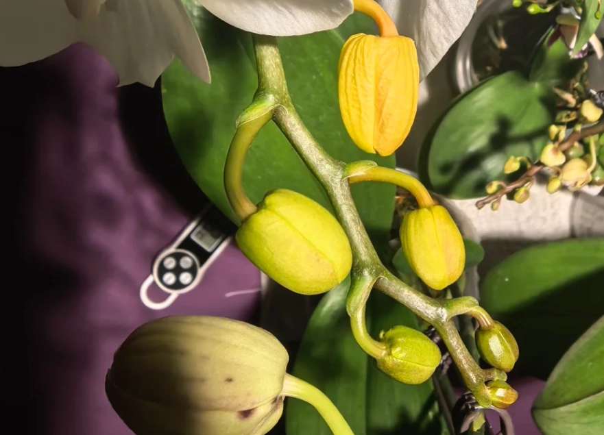 預防蝴蝶蘭消苞