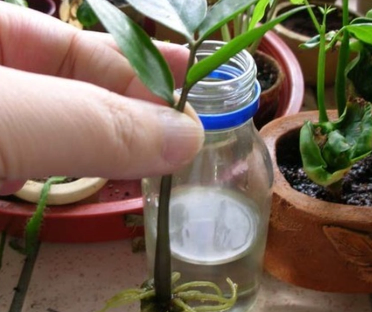 水耕金錢樹方法