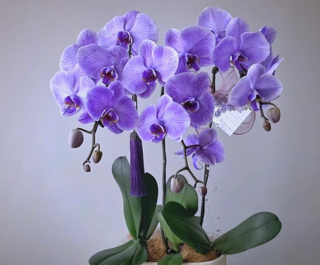 蘭花凋謝後照顧