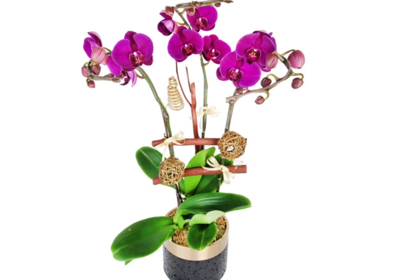 無介質蘭花種植