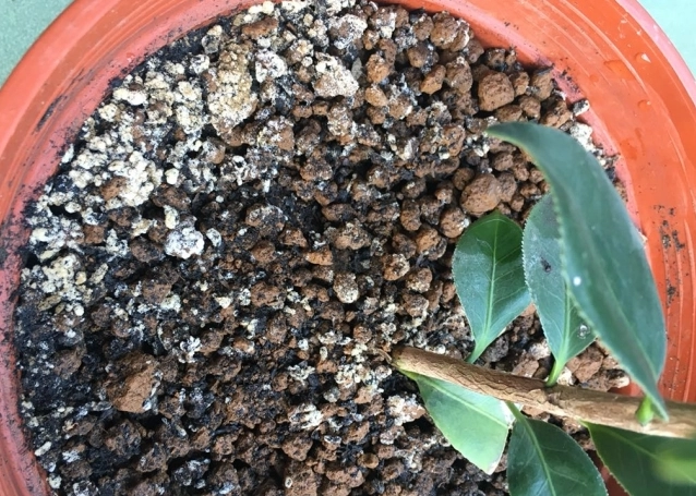 培養土發霉原因