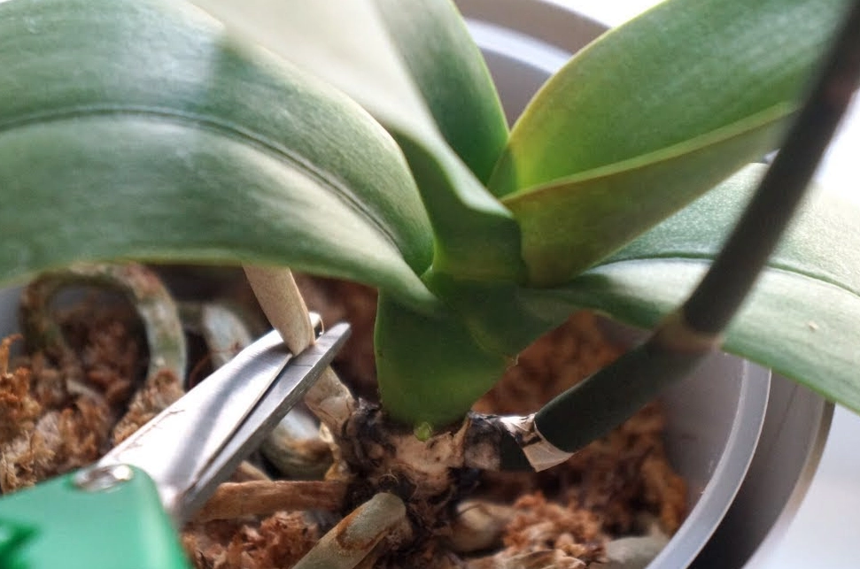 蝴蝶蘭修剪方法