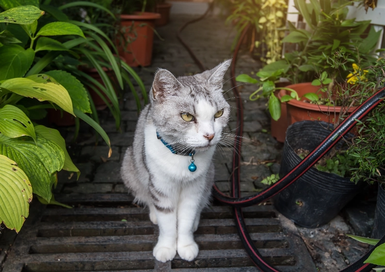 貓咪樟腦丸中毒 貓咪樟腦丸中毒