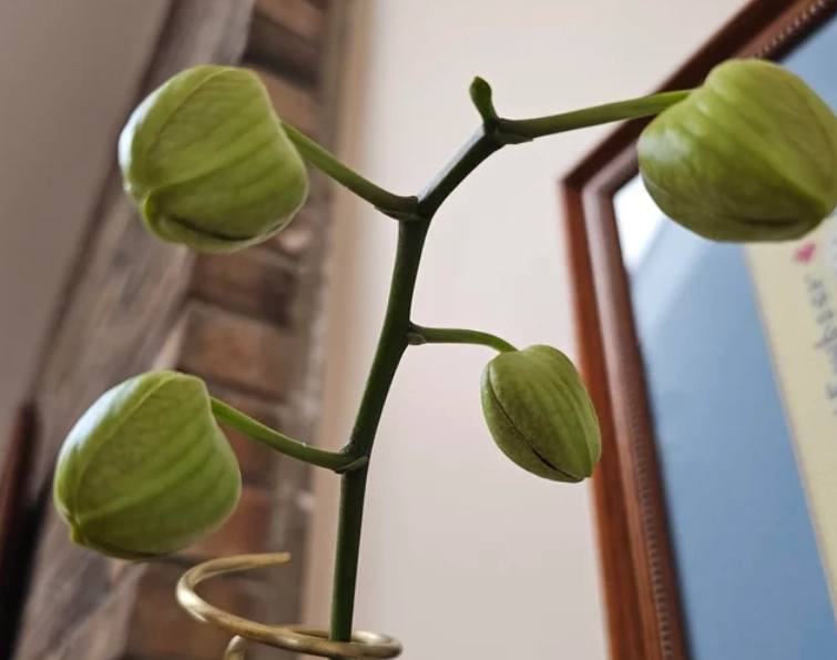 蘭花花苞不開原因