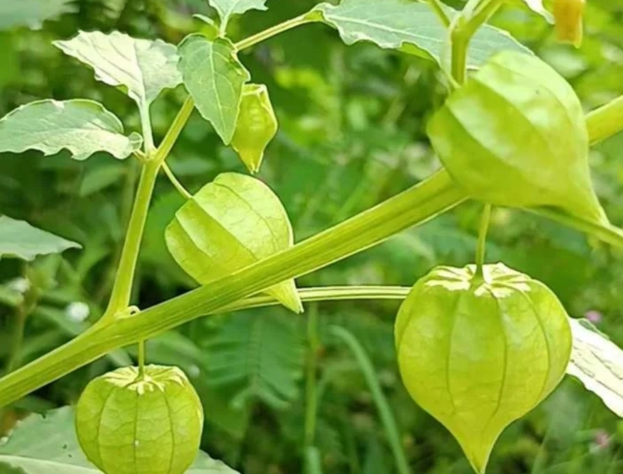 燈籠果修剪方法