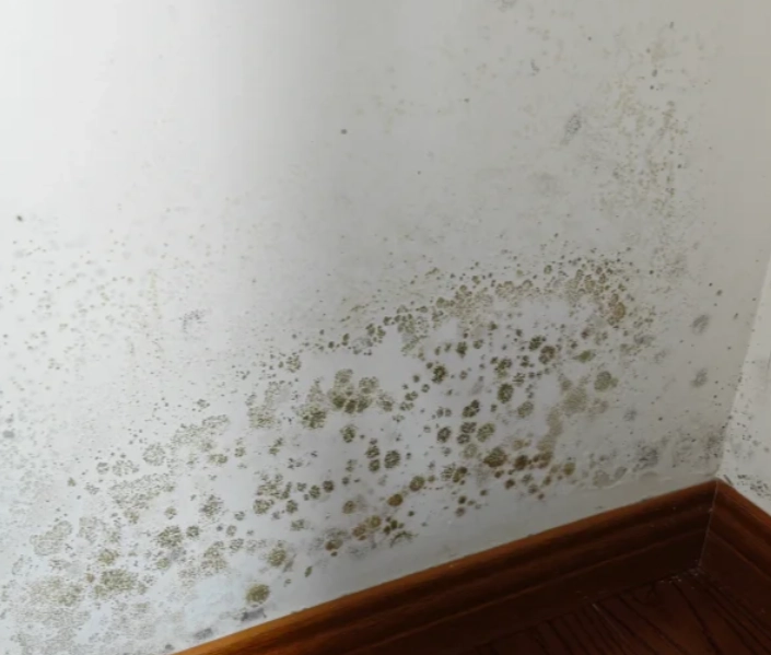 牆壁發霉清除
