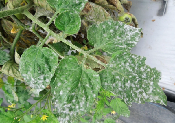 有機番茄病蟲害