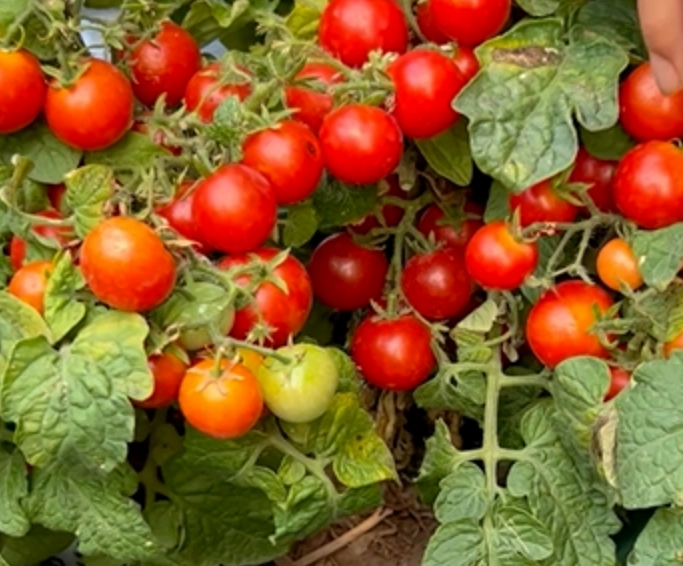 番茄保存方法