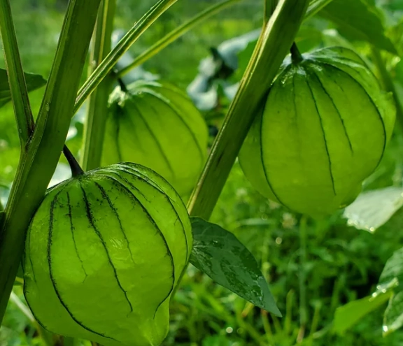 酸漿果病虫害防治 酸漿果病虫害防治