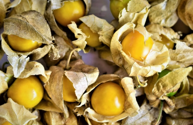 燈籠果過敏治療