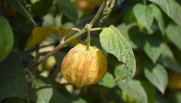 延長燈籠果壽命