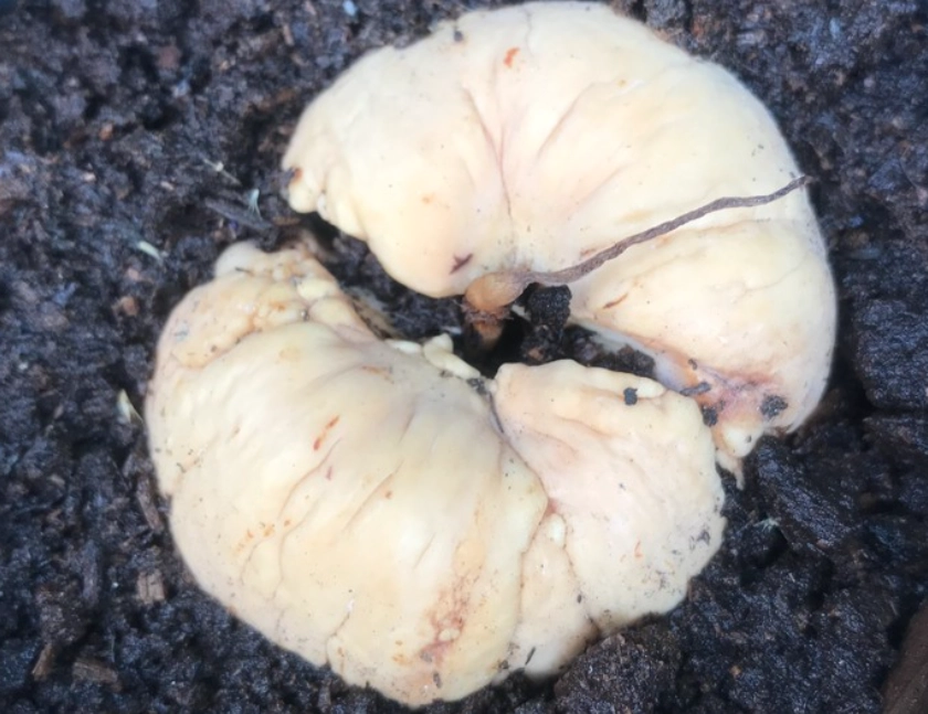 土耕酪梨方法 土耕酪梨方法