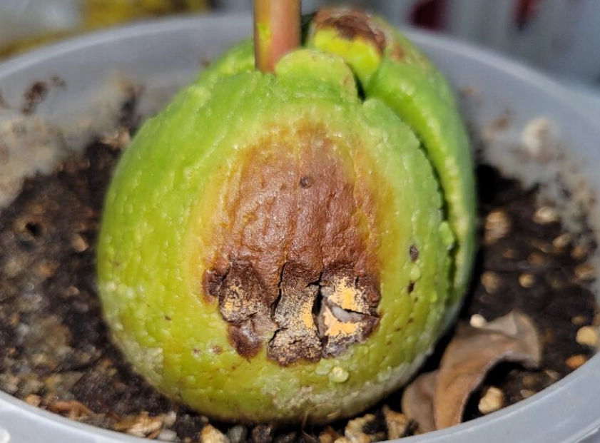 酪梨種子發芽 酪梨種子發芽