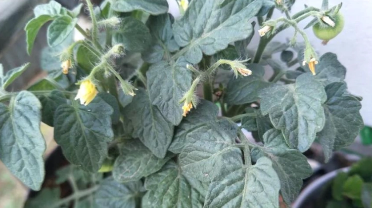 小番茄種植授粉