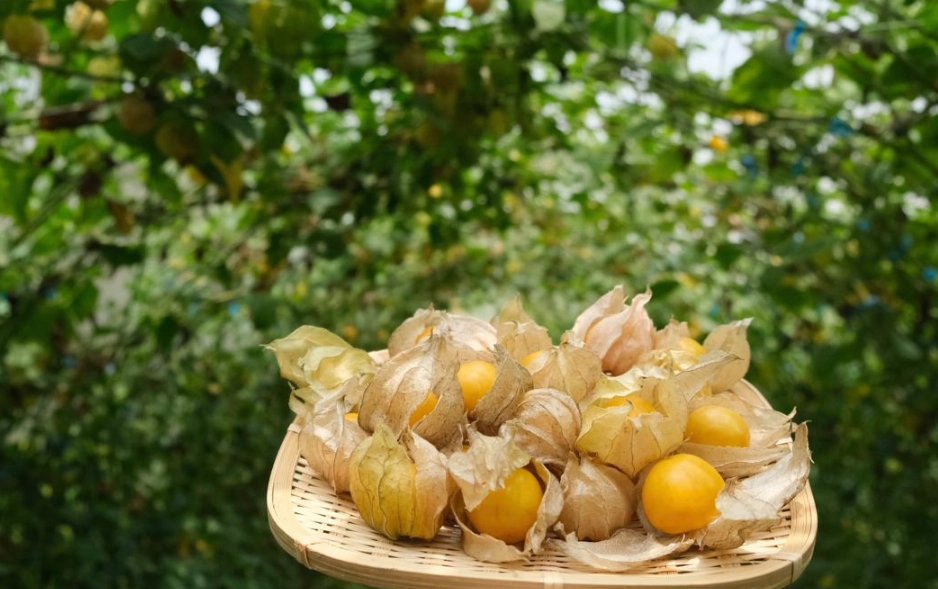 燈籠果採收時機