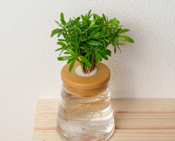 水耕羅漢松優點