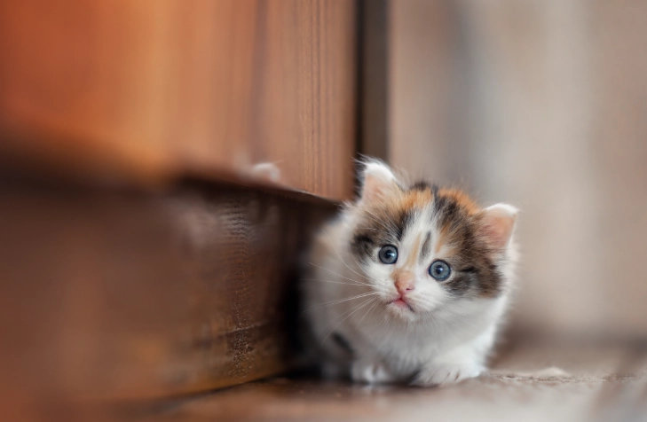 貓咪樟腦油中毒