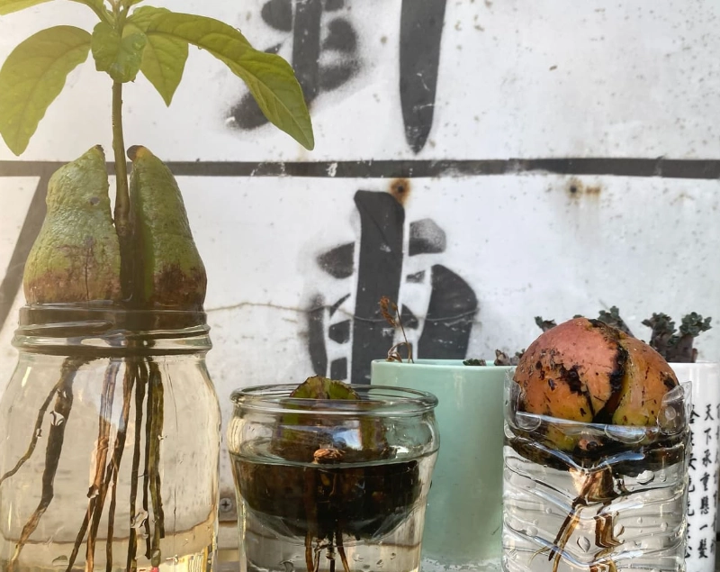 水耕轉土耕方法