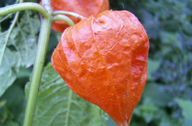 酸漿果種植方法 酸漿果種植方法
