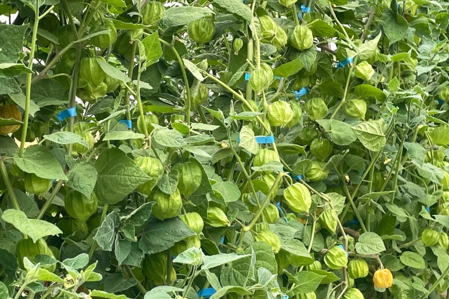 燈籠果修剪時機