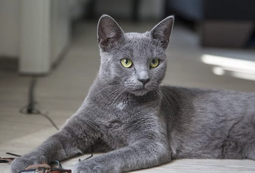 貓咪樟腦中毒預防