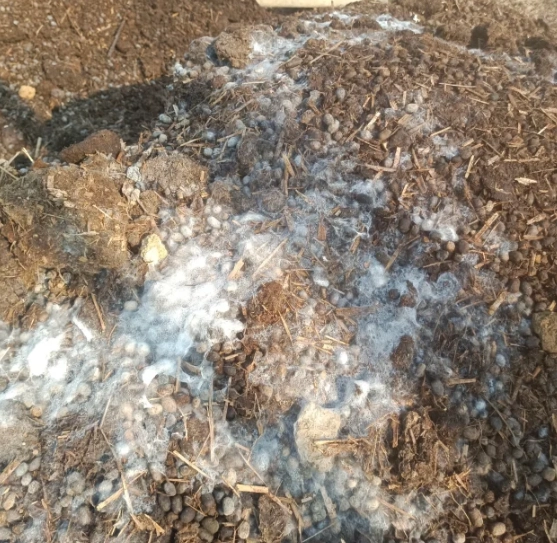 有機肥料發霉處理