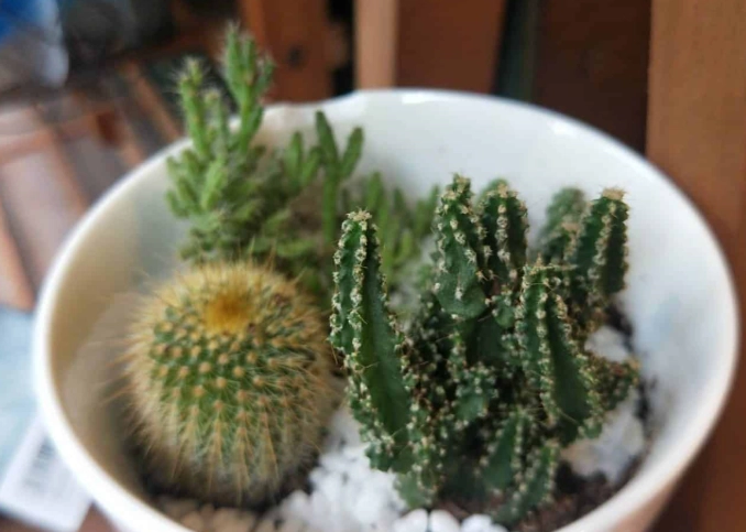 室內仙人掌優點