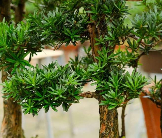 羅漢松種植季節