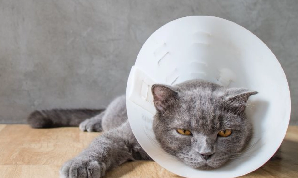 樟腦油對貓的毒性