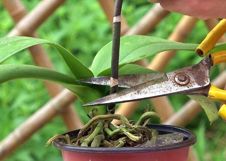 蝴蝶蘭花後修剪