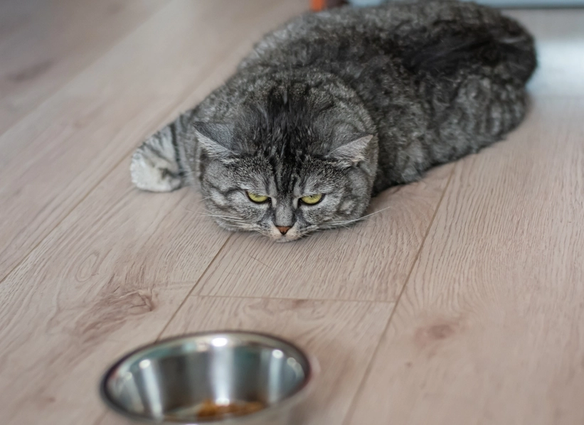 貓只喝水不吃飯