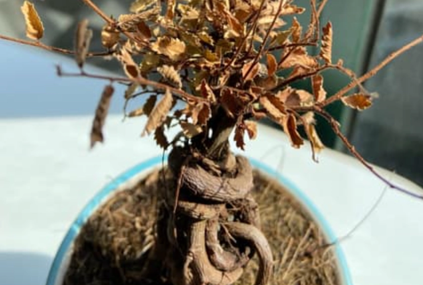 盆栽植物枯萎原因