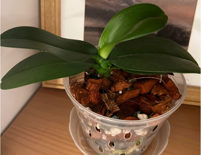 蝴蝶蘭澆水方法