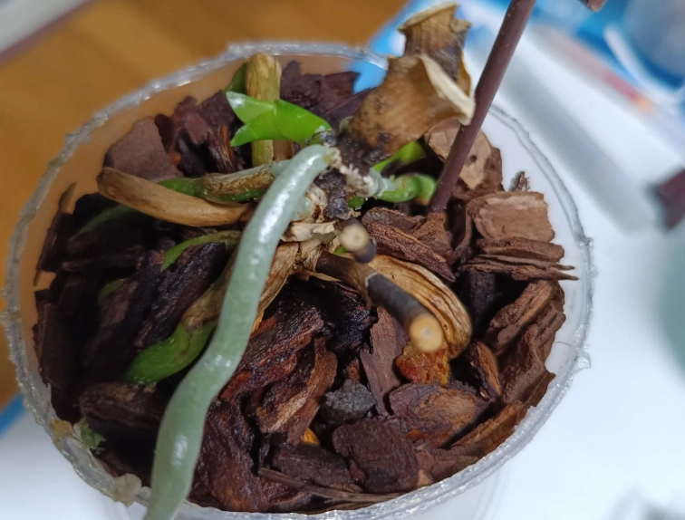 蘭花葉子掉落原因