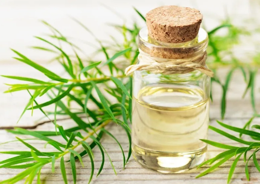 貓咪 精油 中毒