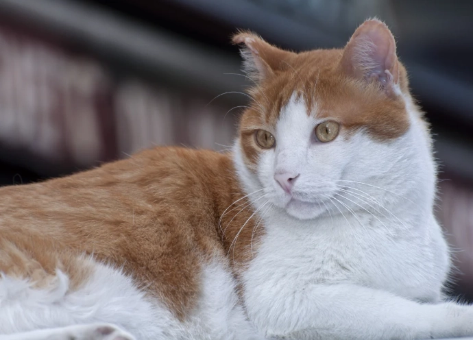 樟腦油對貓的影響