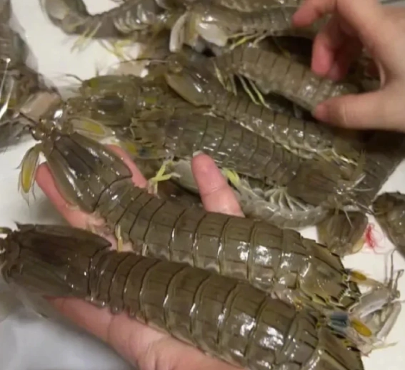 螳螂蝦營養價值