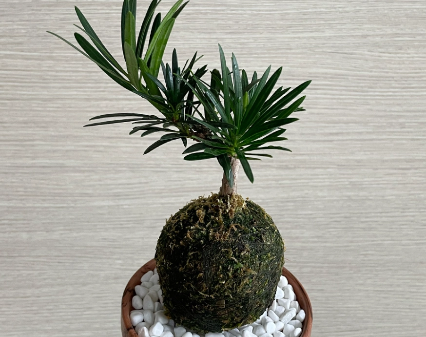 羅漢松種植季節