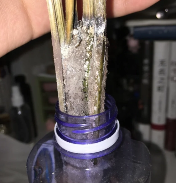 植物莖發霉處理