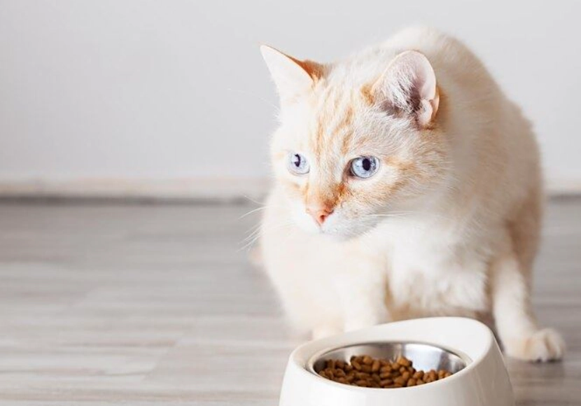 貓食慾不振只喝水